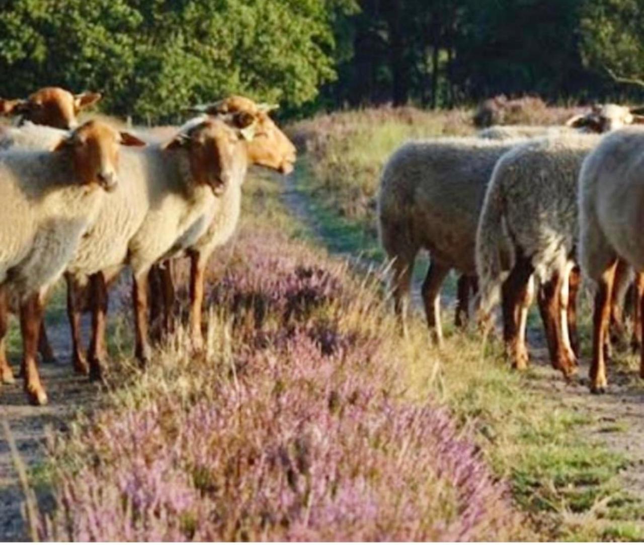 Schaapskooi 20 Dwingeloo